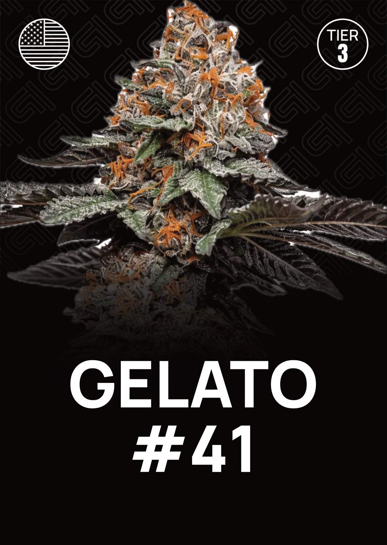 Gelato 41 - Tier 3