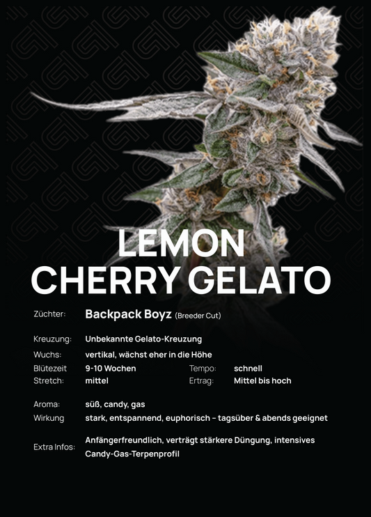 Lemon Cherry Gelato Steckling – aufrechter Wuchs, mittlerer Stretch