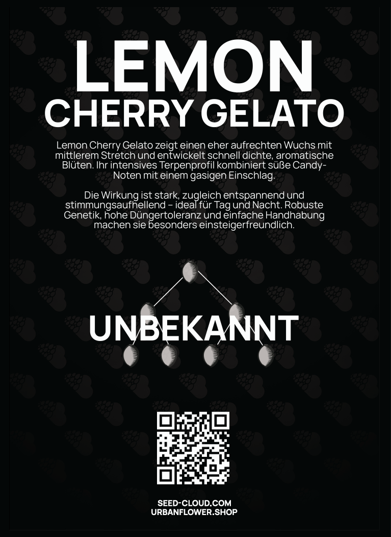 Lemon Cherry Gelato Steckling – süße Candy-Noten mit gasigem Einschlag