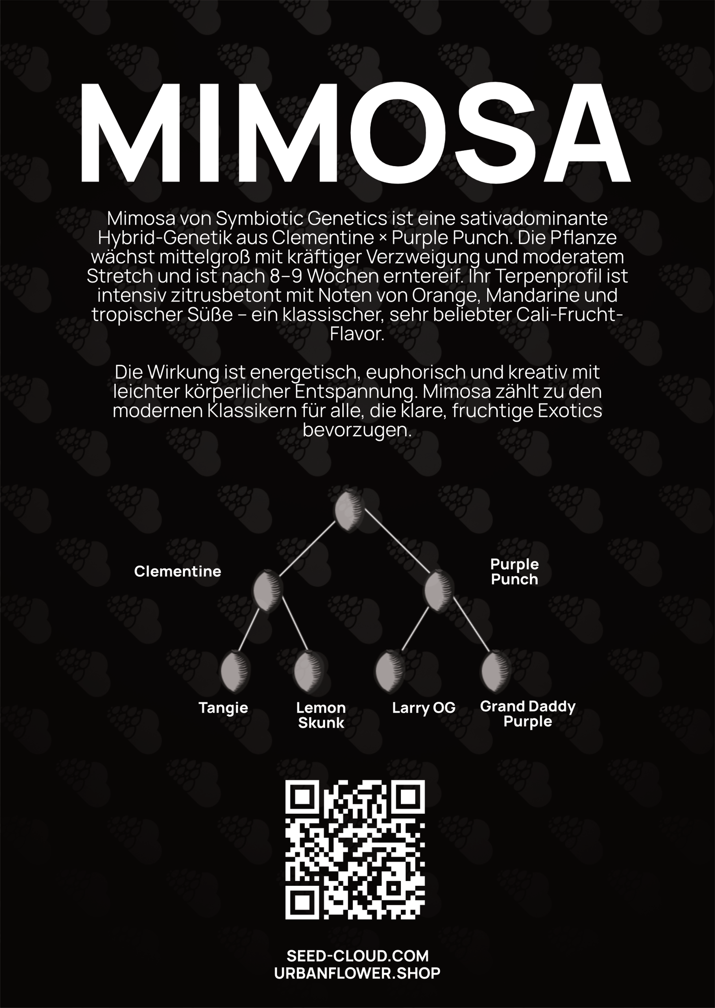 Mimosa - Tier 1