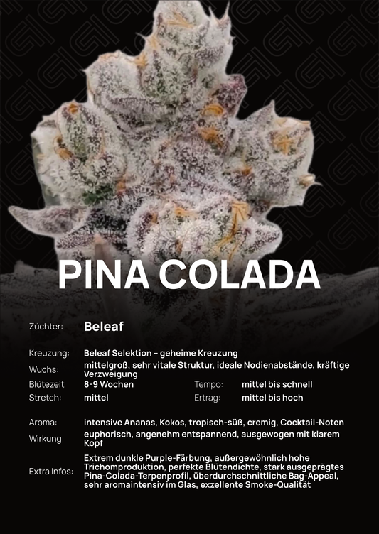 Pina Colada - Tier 3