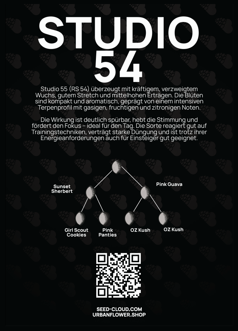 Studio 54 Steckling – kompakte, aromatische Blüten mit intensiven gasigen, fruchtigen und zitronigen Noten