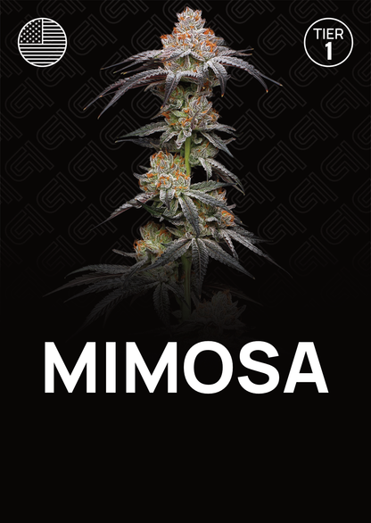 Mimosa - Tier 1