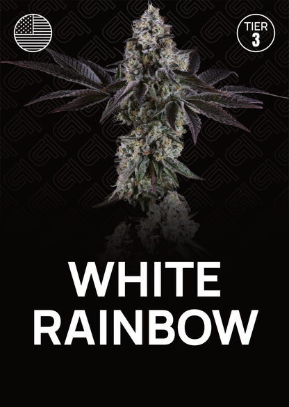 White Rainbow - Tier 3