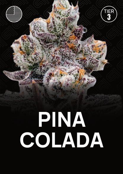 Pina Colada - Tier 3