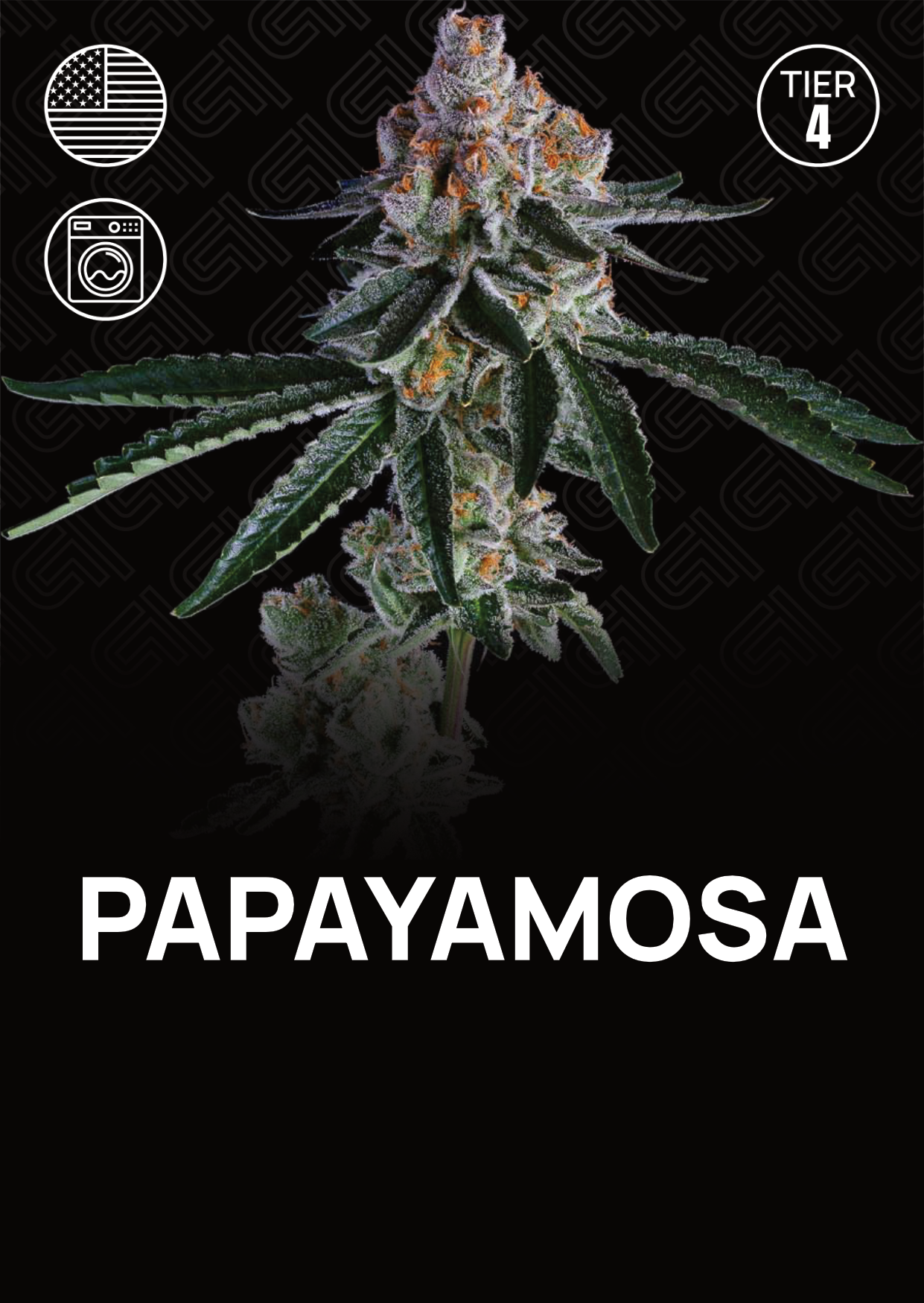 Papayamosa - Tier 4