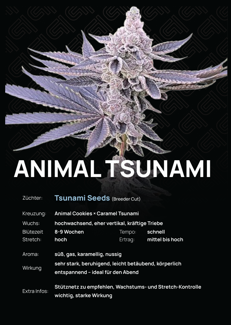 Animal Tsunami Tier 1 Steckling – Tsunami Seeds Breeder Cut