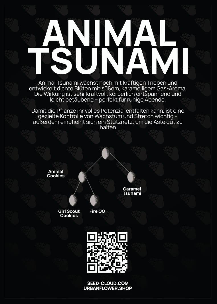 Animal Tsunami Steckling – kräftige Triebe und dichte Blüten