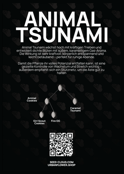 Animal Tsunami Steckling – kräftige Triebe und dichte Blüten