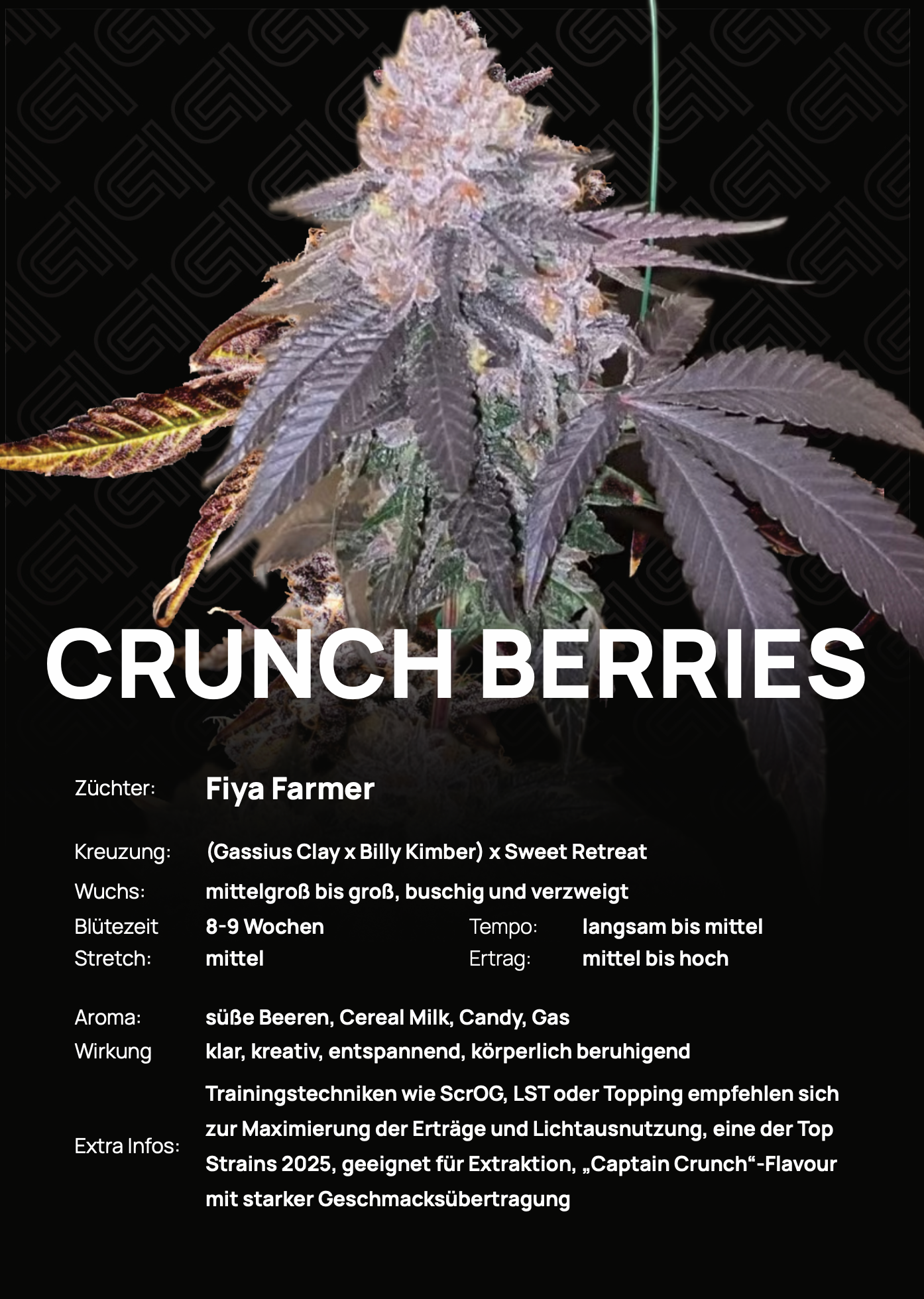 Crunch Berries - Tier 4