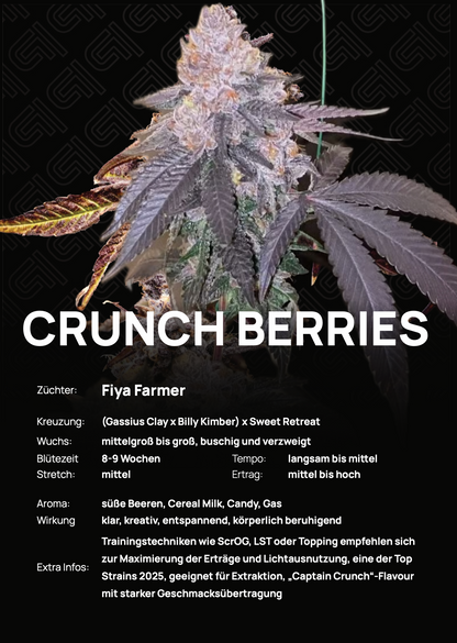 Crunch Berries - Tier 4