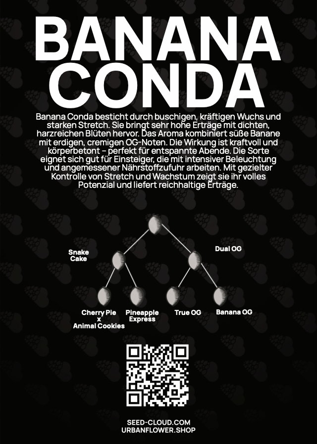 Banana Conda #4 - Tier 1