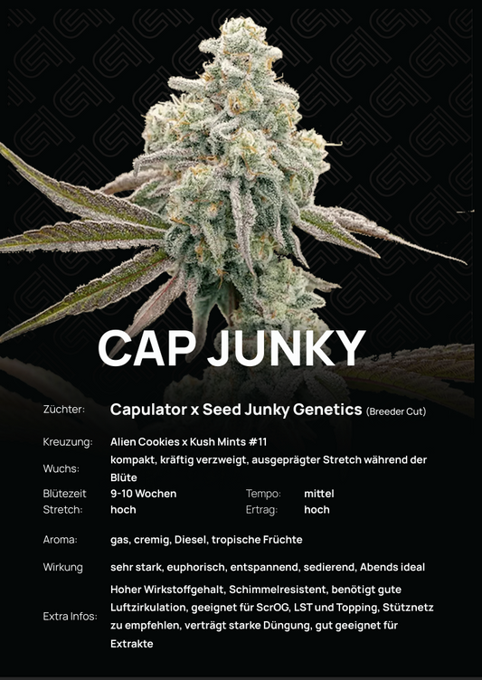 Cap Junky Tier 1 Steckling – kompakter, buschiger Wuchs