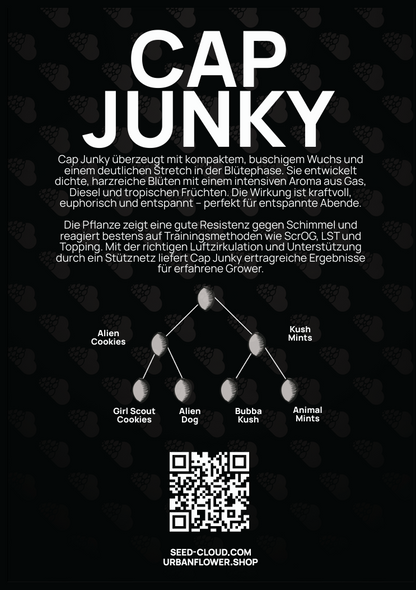 Cap Junky Steckling – intensives Aroma aus Gas, Diesel & tropischen Früchten