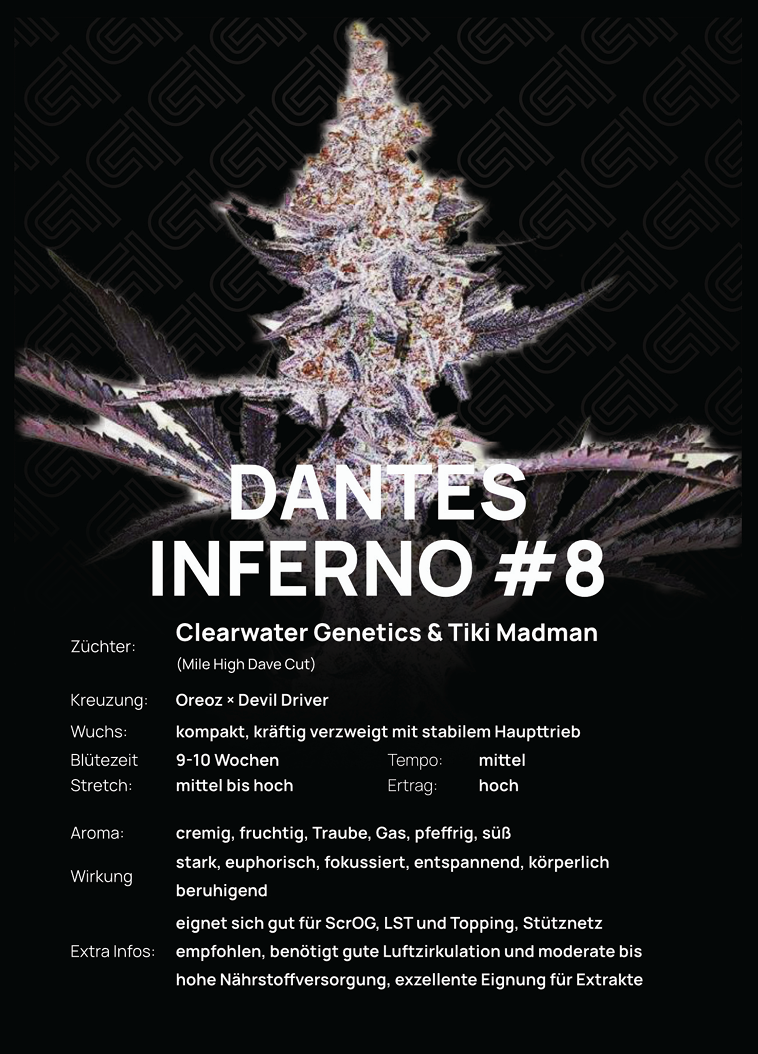 Dantes Inferno #8 Steckling – Mile High Dave Cut – kompaktes Wachstum