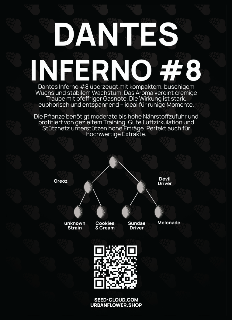 Dantes Inferno #8 Blüte – cremige Traube mit pfeffriger Gasnote
