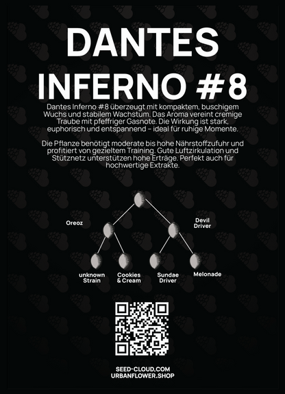 Dantes Inferno #8 Blüte – cremige Traube mit pfeffriger Gasnote