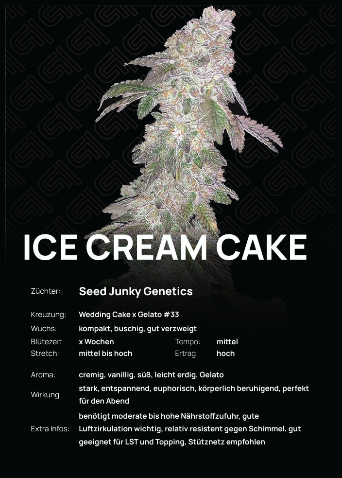 Ice Cream Cake Steckling – kompakte, buschige Struktur