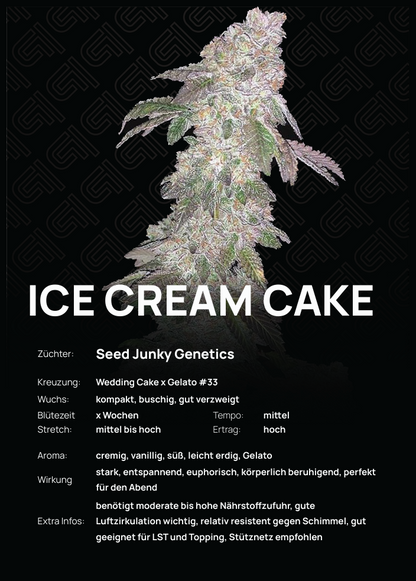 Ice Cream Cake Steckling – kompakte, buschige Struktur