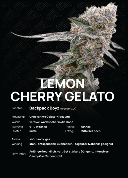 Lemon Cherry Gelato Steckling – aufrechter Wuchs, mittlerer Stretch