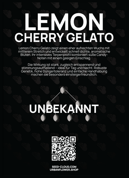Lemon Cherry Gelato Steckling – süße Candy-Noten mit gasigem Einschlag