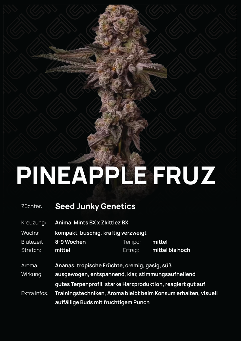Pineapple Fruz Steckling – kompakter, buschiger Wuchs mit tropischem Aroma