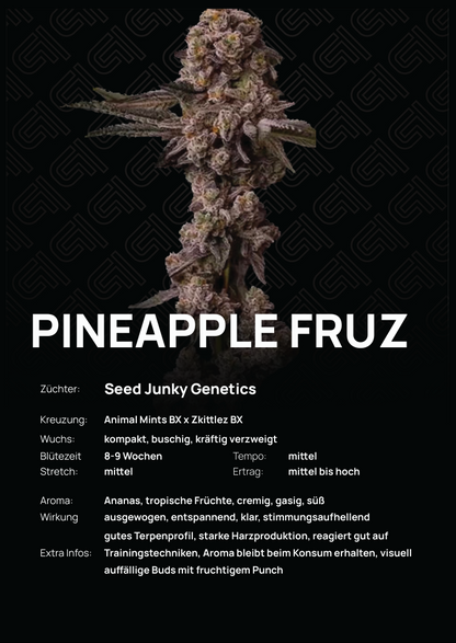 Pineapple Fruz Steckling – kompakter, buschiger Wuchs mit tropischem Aroma