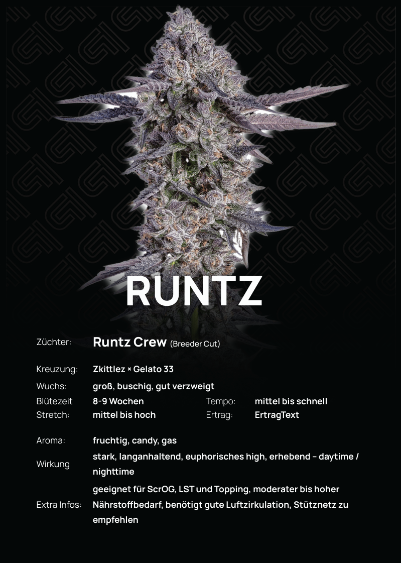 Runtz Steckling – kräftiger, buschiger Wuchs mit vielen Verzweigungen
