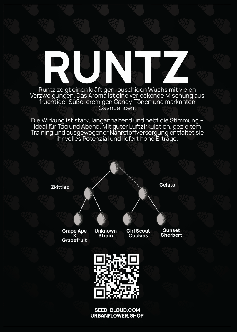 Runtz Steckling – Aroma von fruchtiger Süße, Candy-Tönen und Gasnuancen