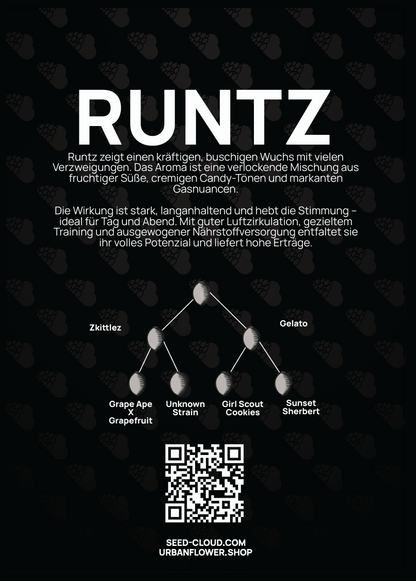 Runtz Steckling – Aroma von fruchtiger Süße, Candy-Tönen und Gasnuancen