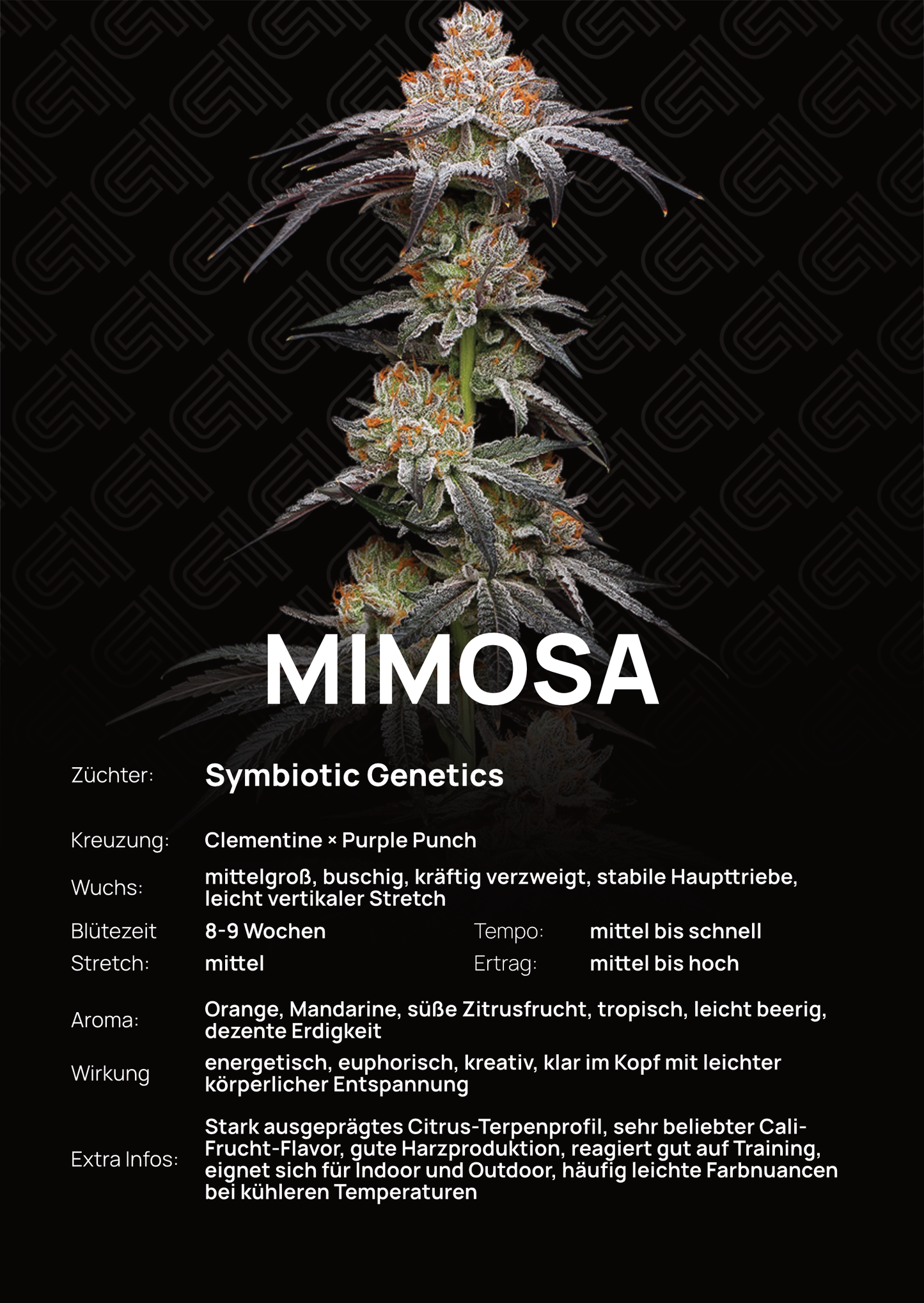 Mimosa - Tier 1