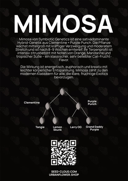 Mimosa - Tier 1