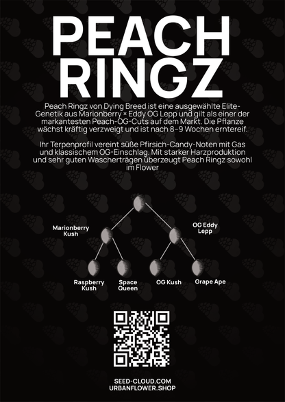 Peach Ringz - Tier 4