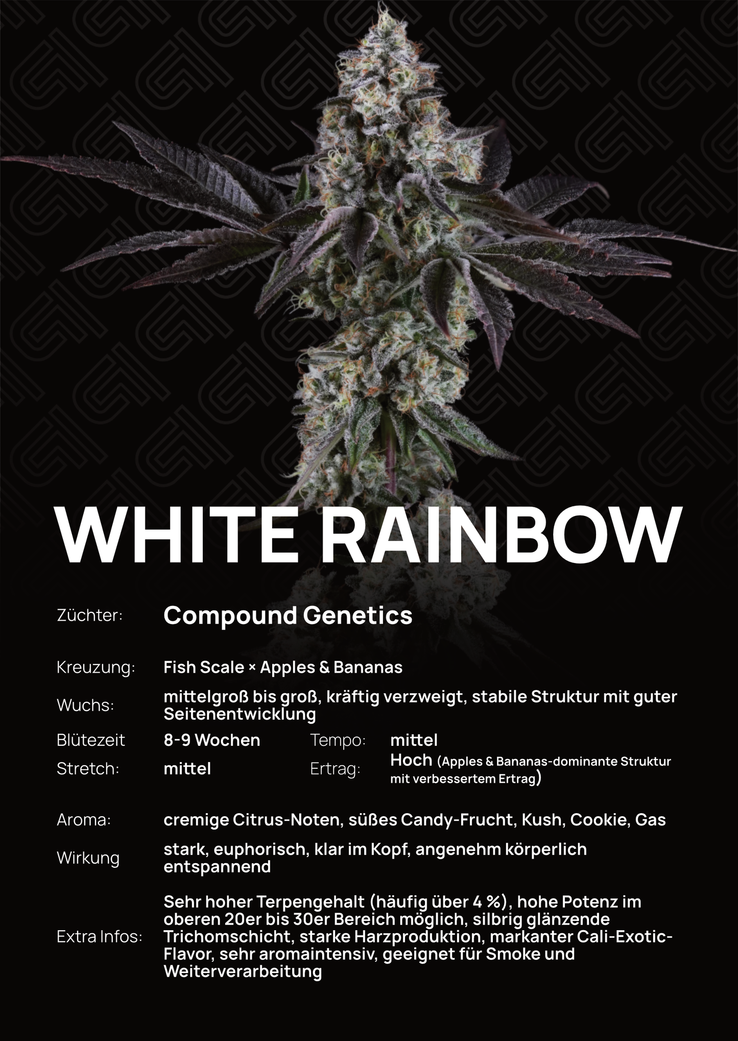 White Rainbow - Tier 3