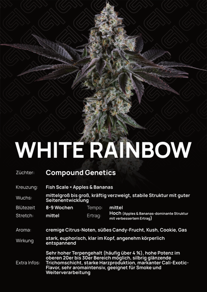 White Rainbow - Tier 3