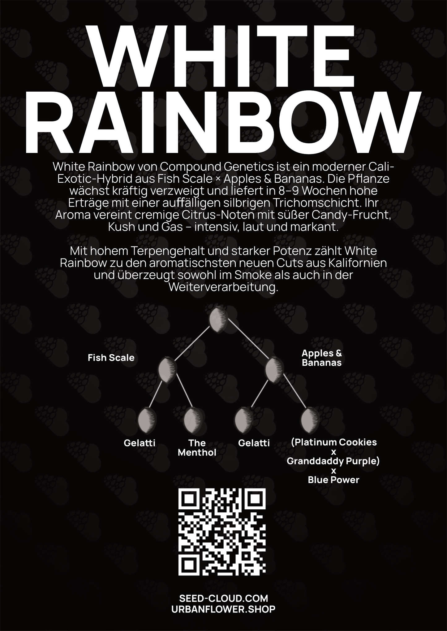 White Rainbow - Tier 3