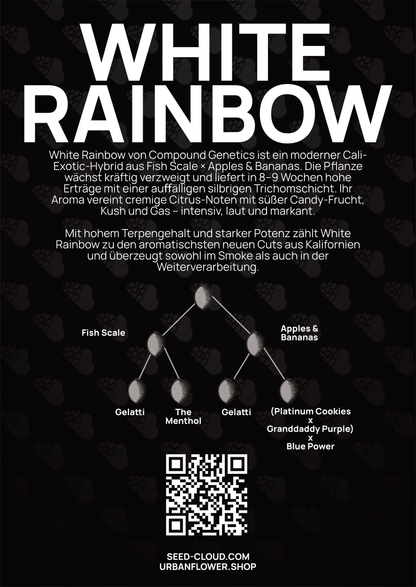 White Rainbow - Tier 3