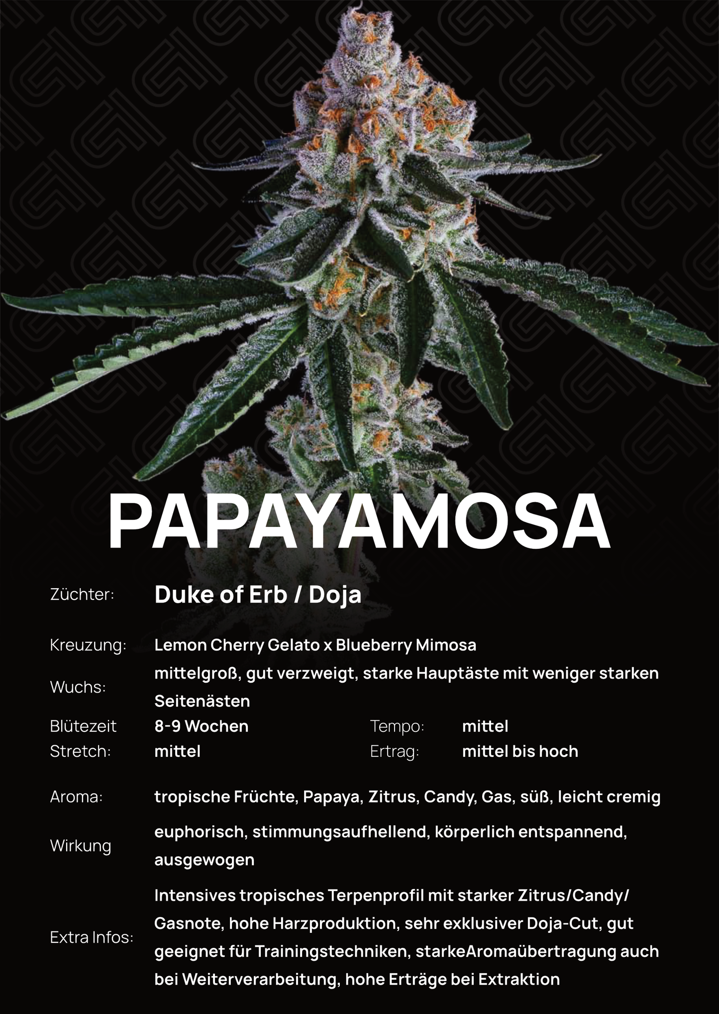 Papayamosa - Tier 4