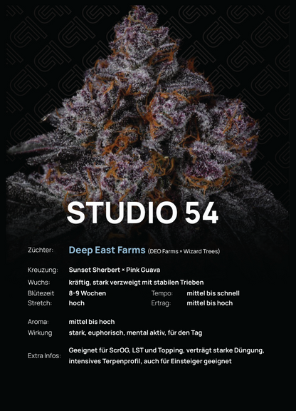 Studio 54 Steckling – kräftiger, verzweigter Wuchs mit gutem Stretch