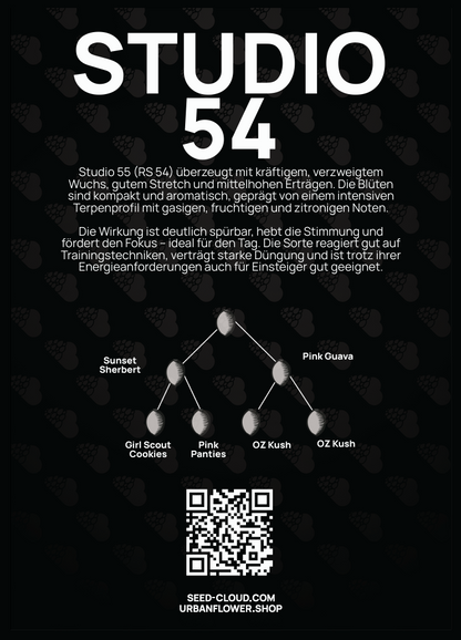 Studio 54 Steckling – kompakte, aromatische Blüten mit intensiven gasigen, fruchtigen und zitronigen Noten