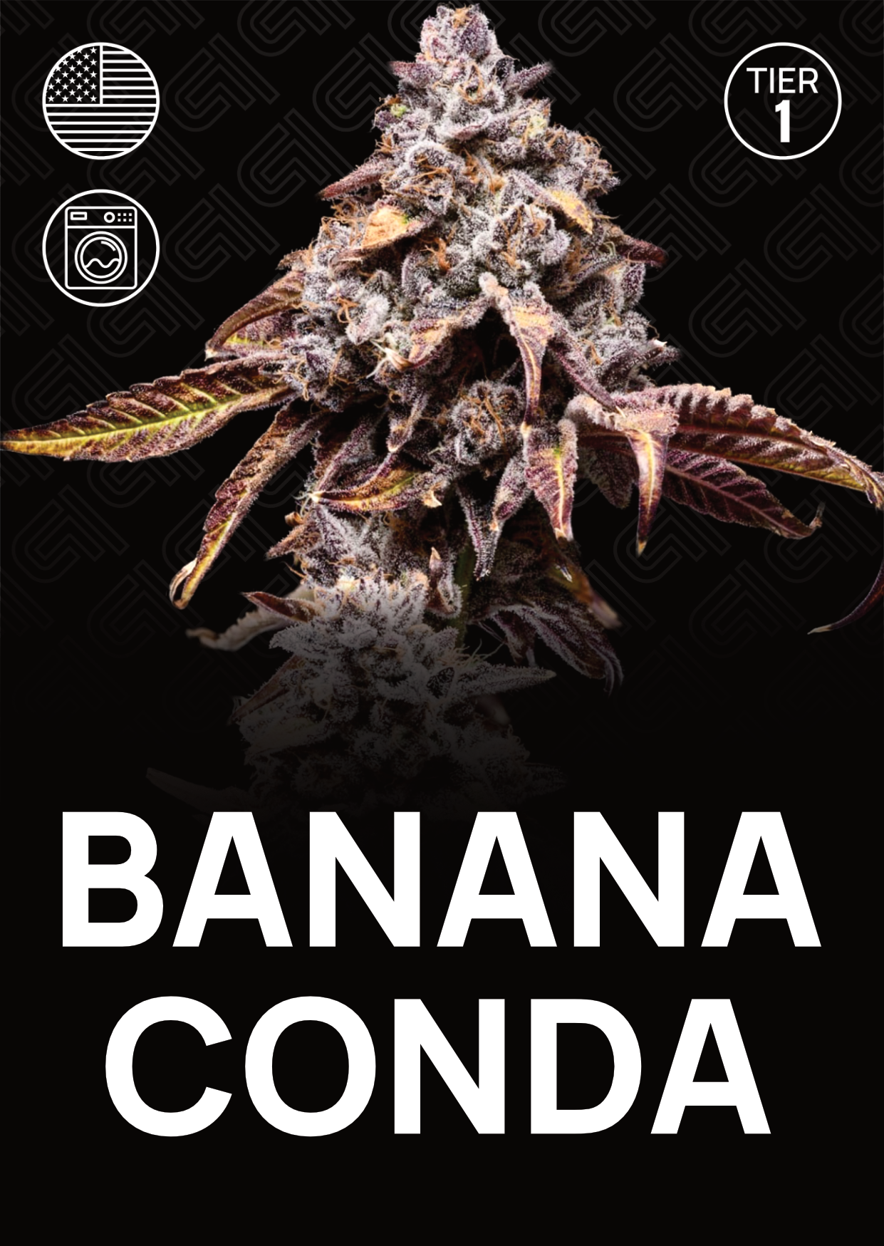 Banana Conda #4 - Tier 1